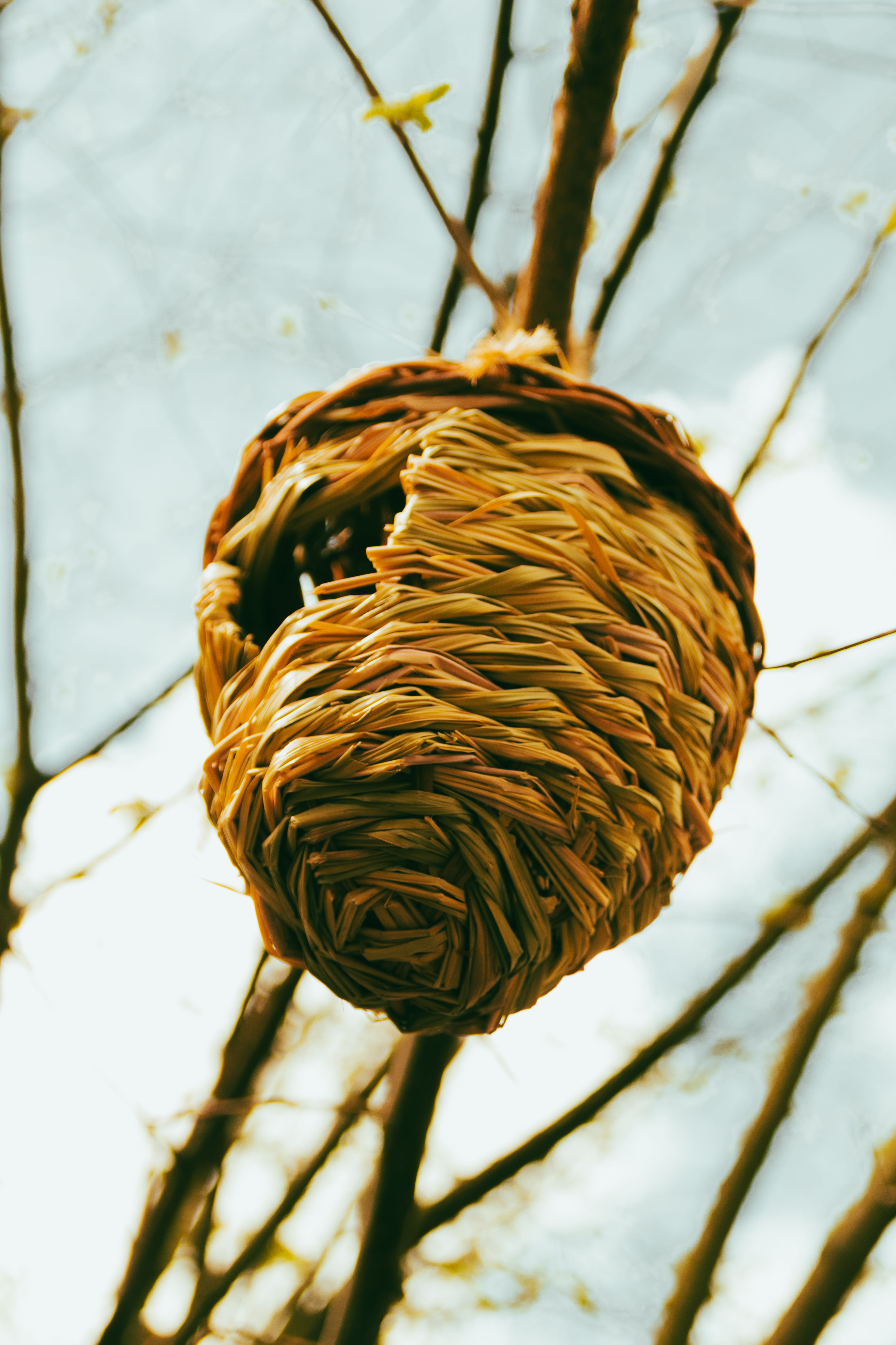 Intricate woven bird's nest hanging from a tree branch during daytime outdoors.