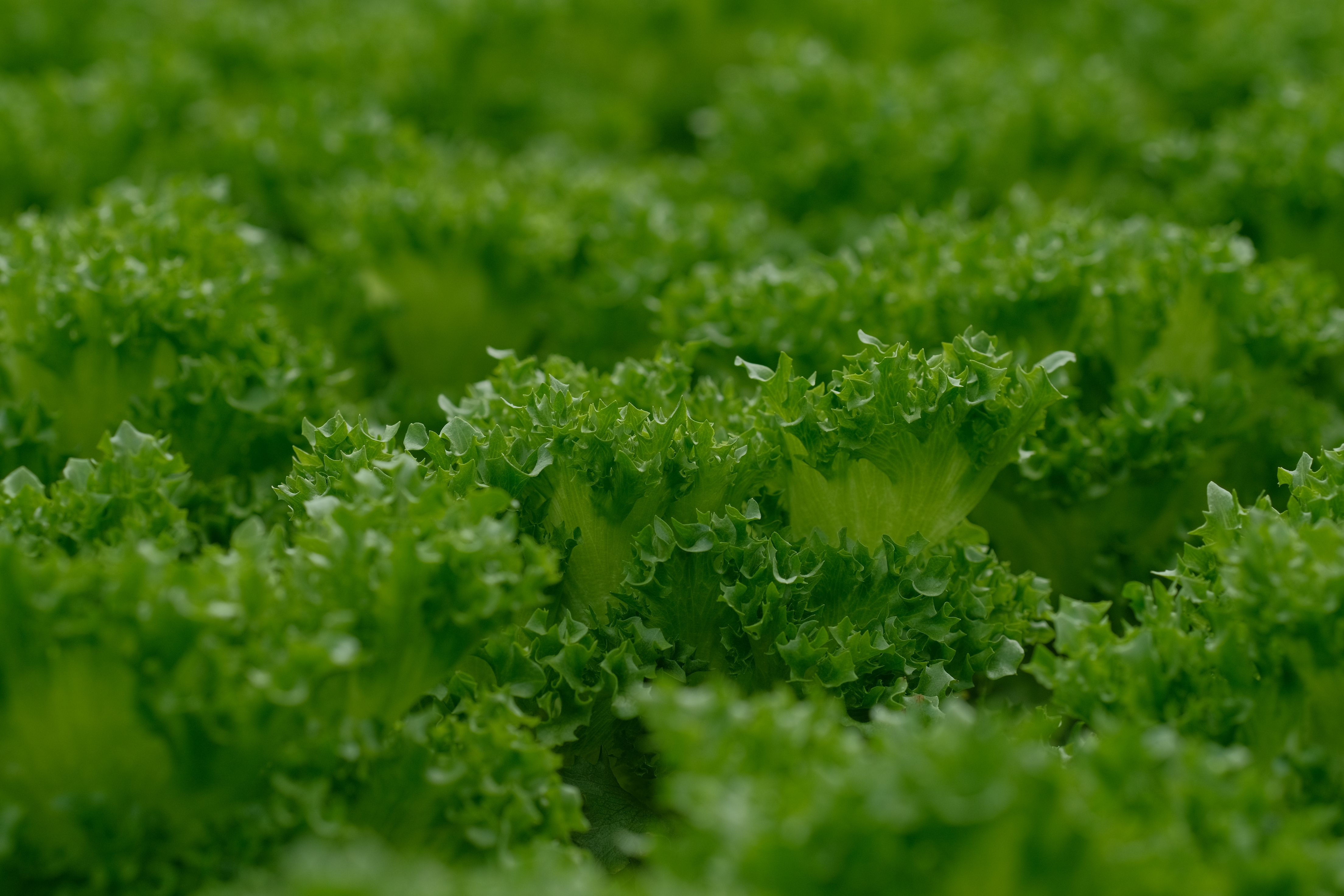 Why Is a Caterpillar Suddenly Wreaking Havoc on California's Lettuce Farms?
