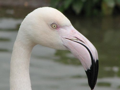 Free Detailed close-up of a flamingo's head showcasing its pink and black beak. Stock Photo