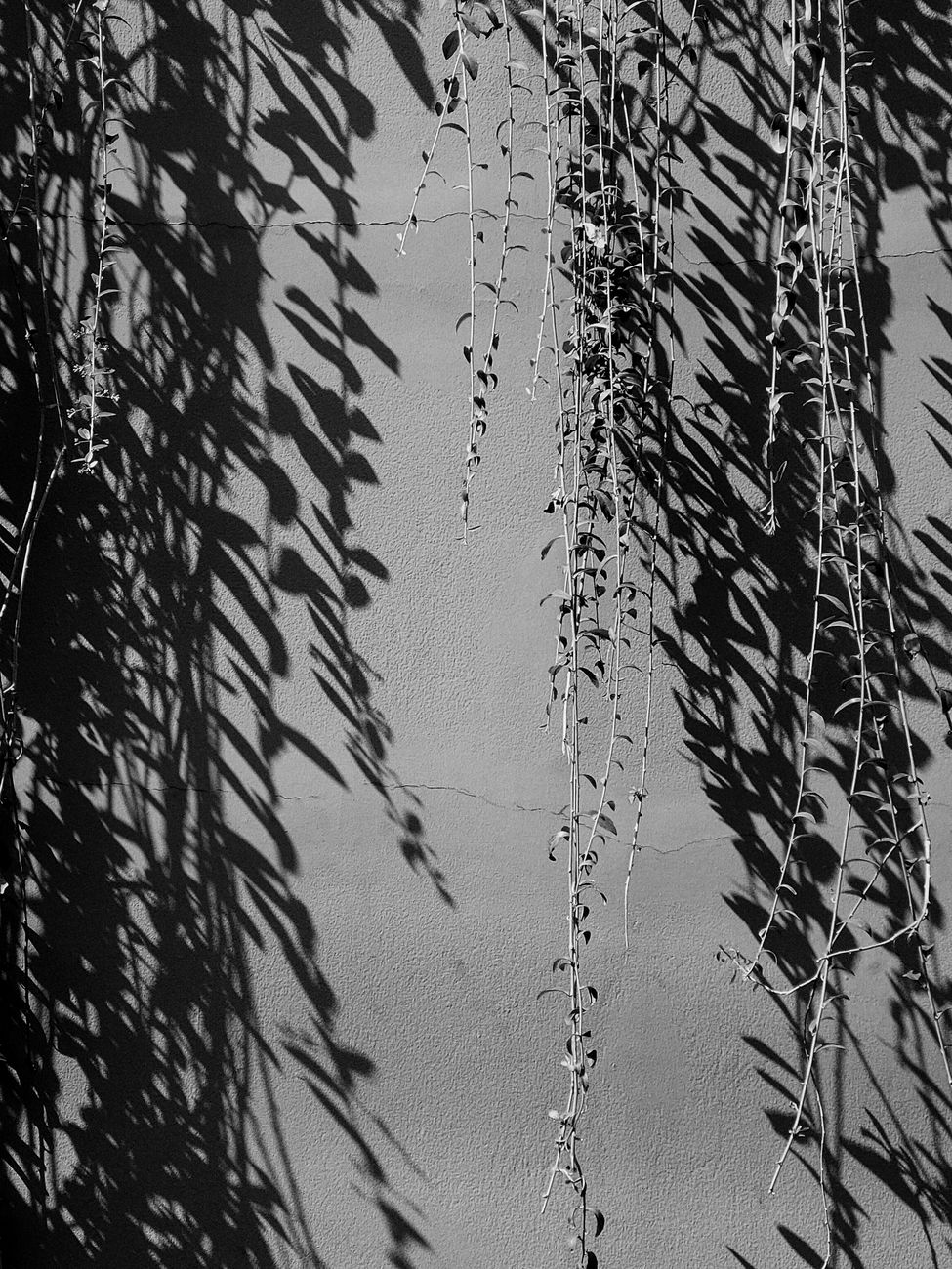 Bezaubernde Schatten & Schwarz – Minimalistisches Wallpaper (von Sayeed Chowdhury, 6936×9248, #37155409)