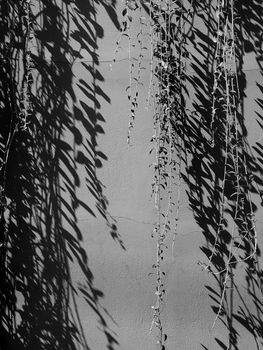 Bezaubernde Schatten & Schwarz – Minimalistisches Wallpaper (von Sayeed Chowdhury, 6936×9248, #37155409)