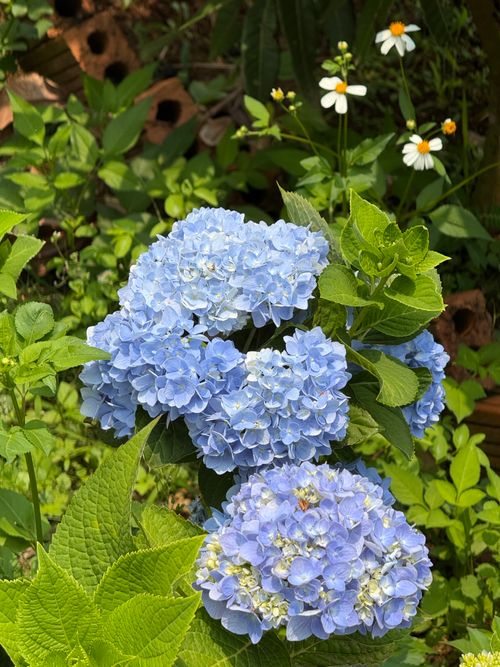 Free Blue hydrangeas in full bloom amidst lush greenery in a Vietnam garden. Stock Photo