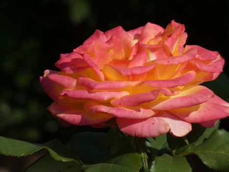Close-up of a vibrant pink and yellow rose blooming in a Sydney garden.