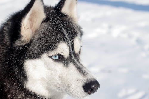 köpek yürüyüşü içeren Ücretsiz stok fotoğraf