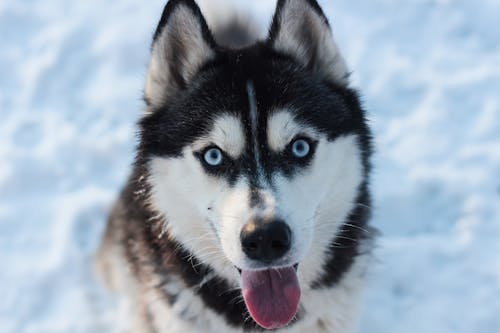 köpek yürüyüşü içeren Ücretsiz stok fotoğraf