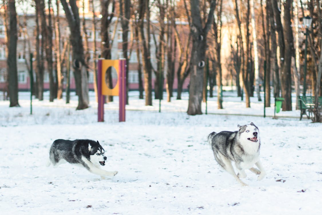 Two Siberian Husky Running In Snowy Park - why does my husky keep running away