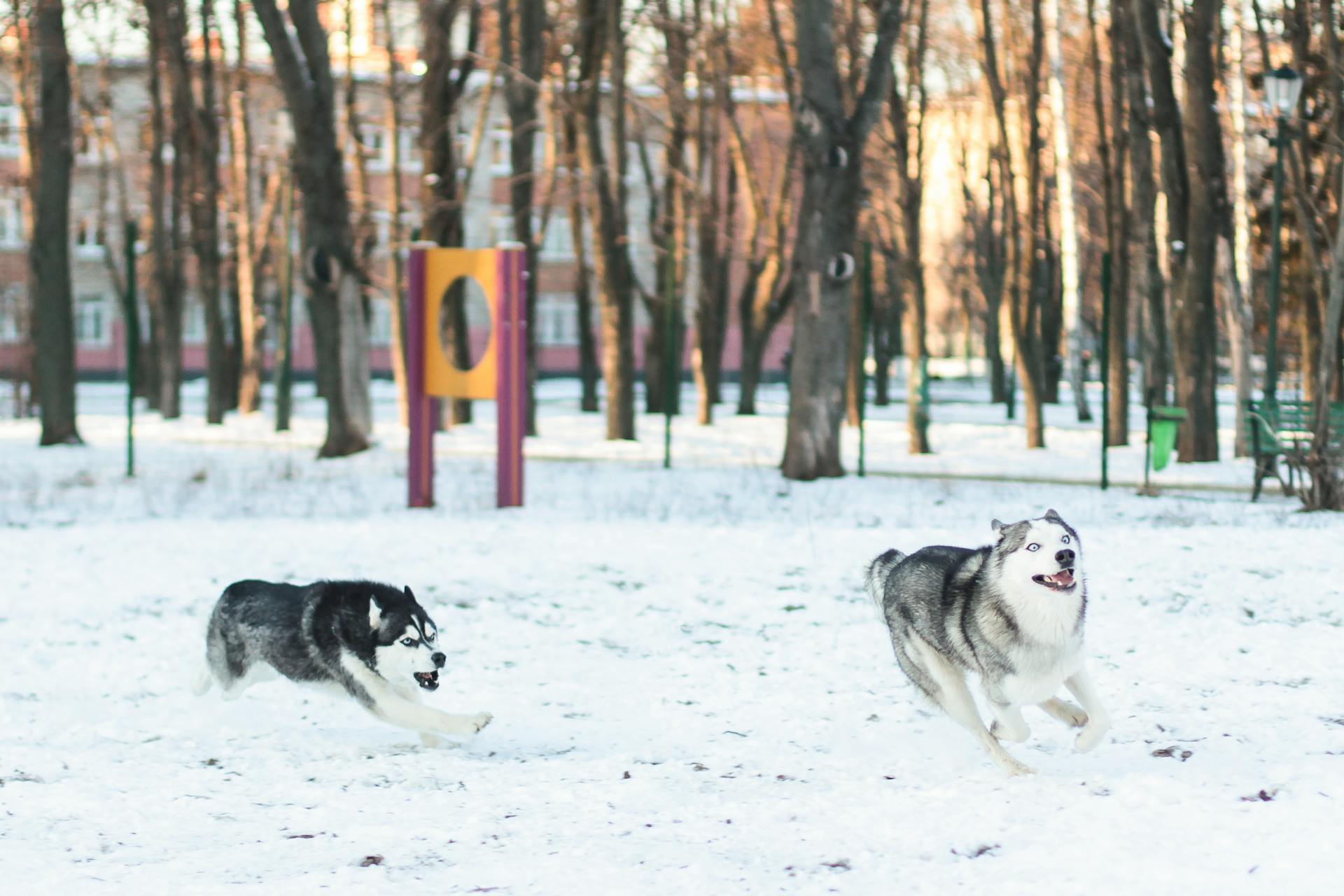 Två sibiriska huskies som springer i en snöig park