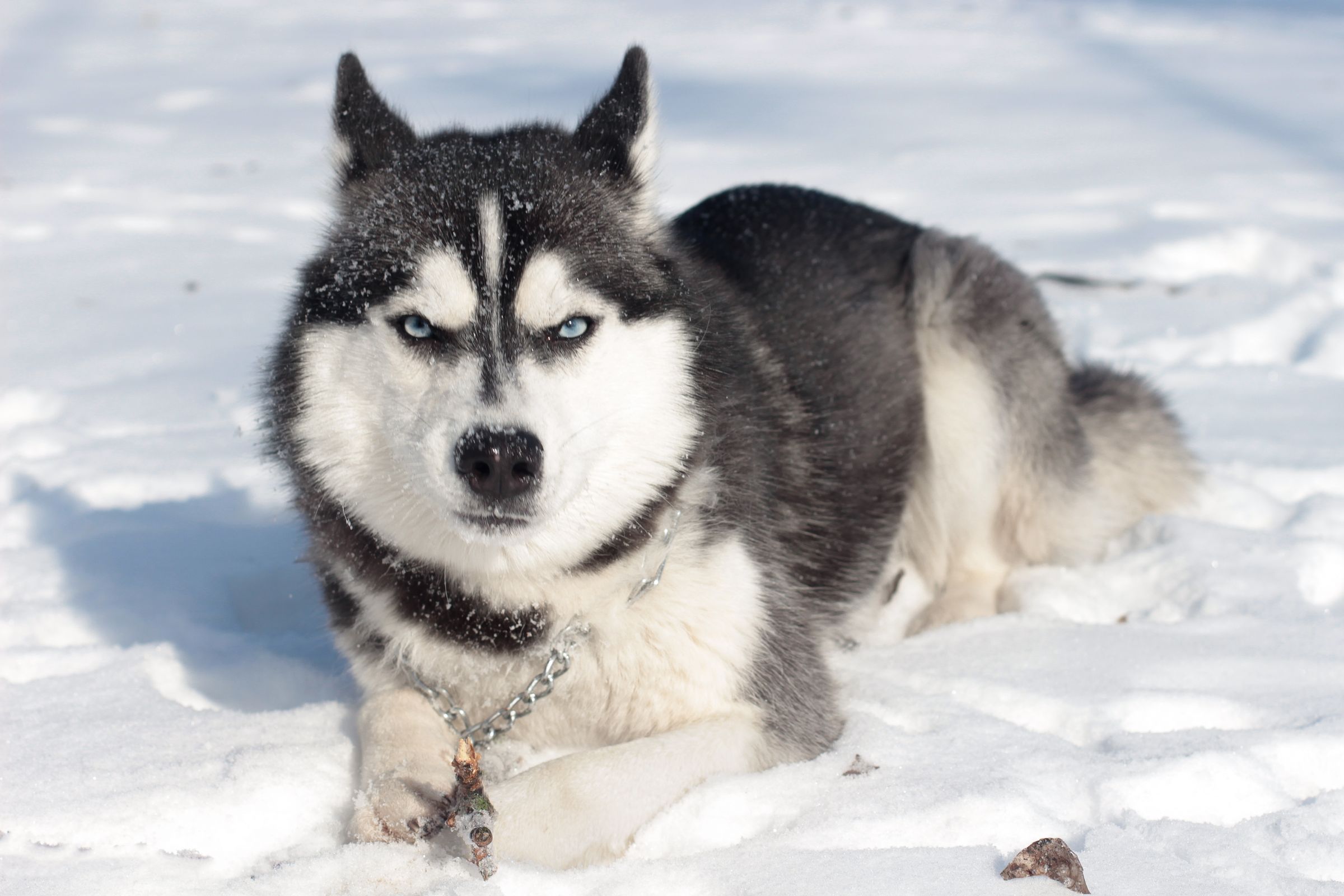 Siberian Husky resting on fresh snow during a bright winter day