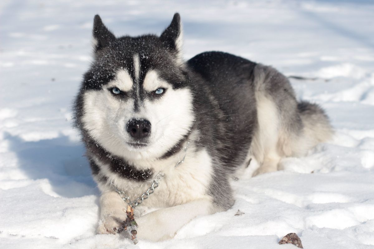 Siberian Husky with blue eyes lying in snow