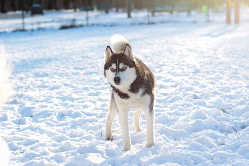 Biały I Czarny Siberian Husky Na Ziemi Pokrytej śniegiem