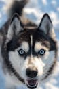 雪地背景中，一只蓝眼睛西伯利亚哈士奇的特写镜头，捕捉到了它引人注目的特征