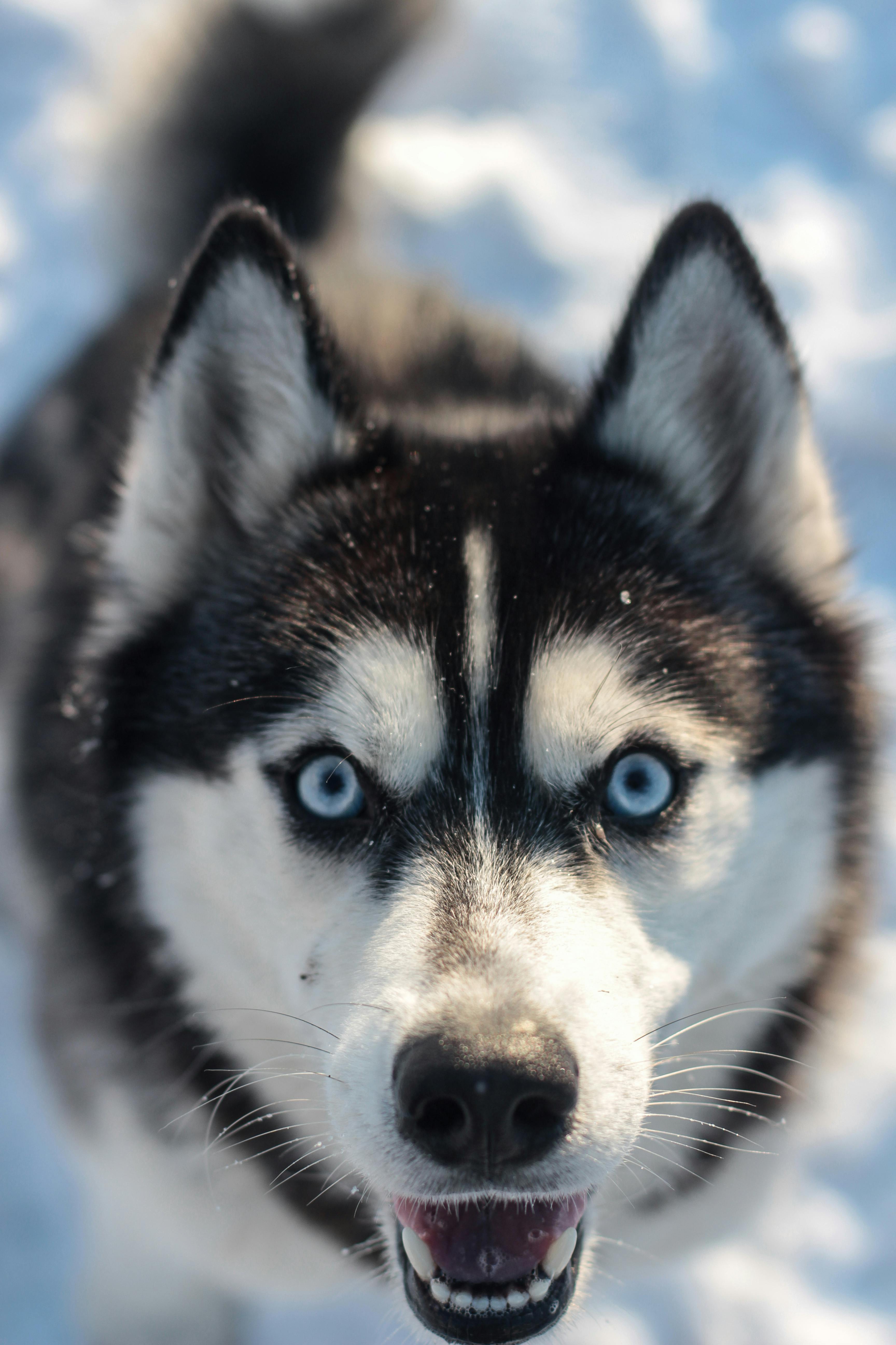 white husky wallpaper