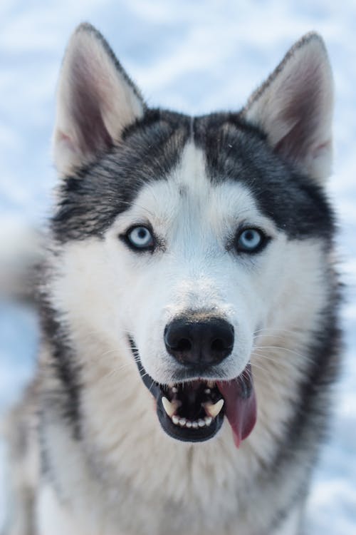 Husky Siberiano Blanco Y Negro