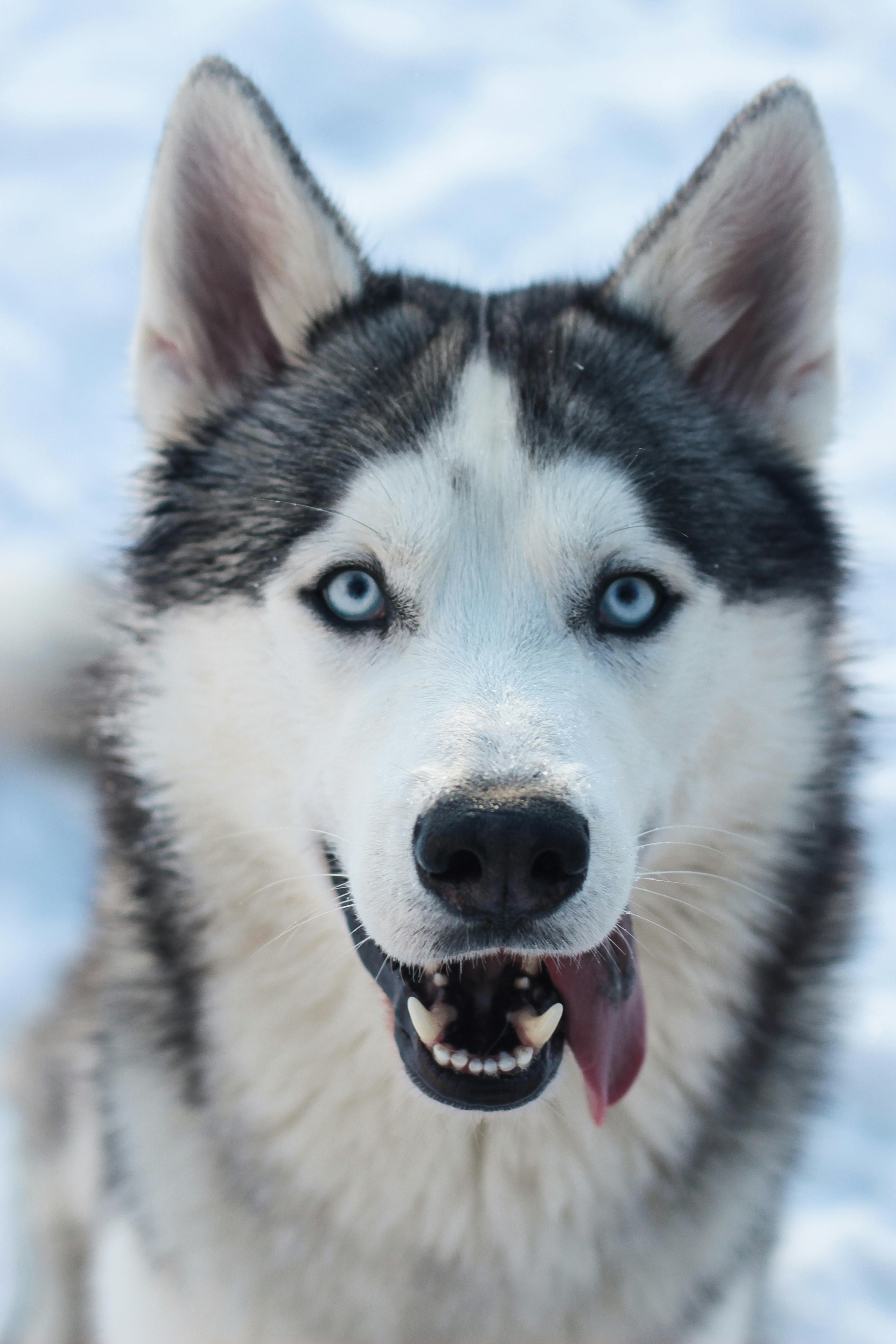 Black and White Siberian Husky · Free Stock Photo