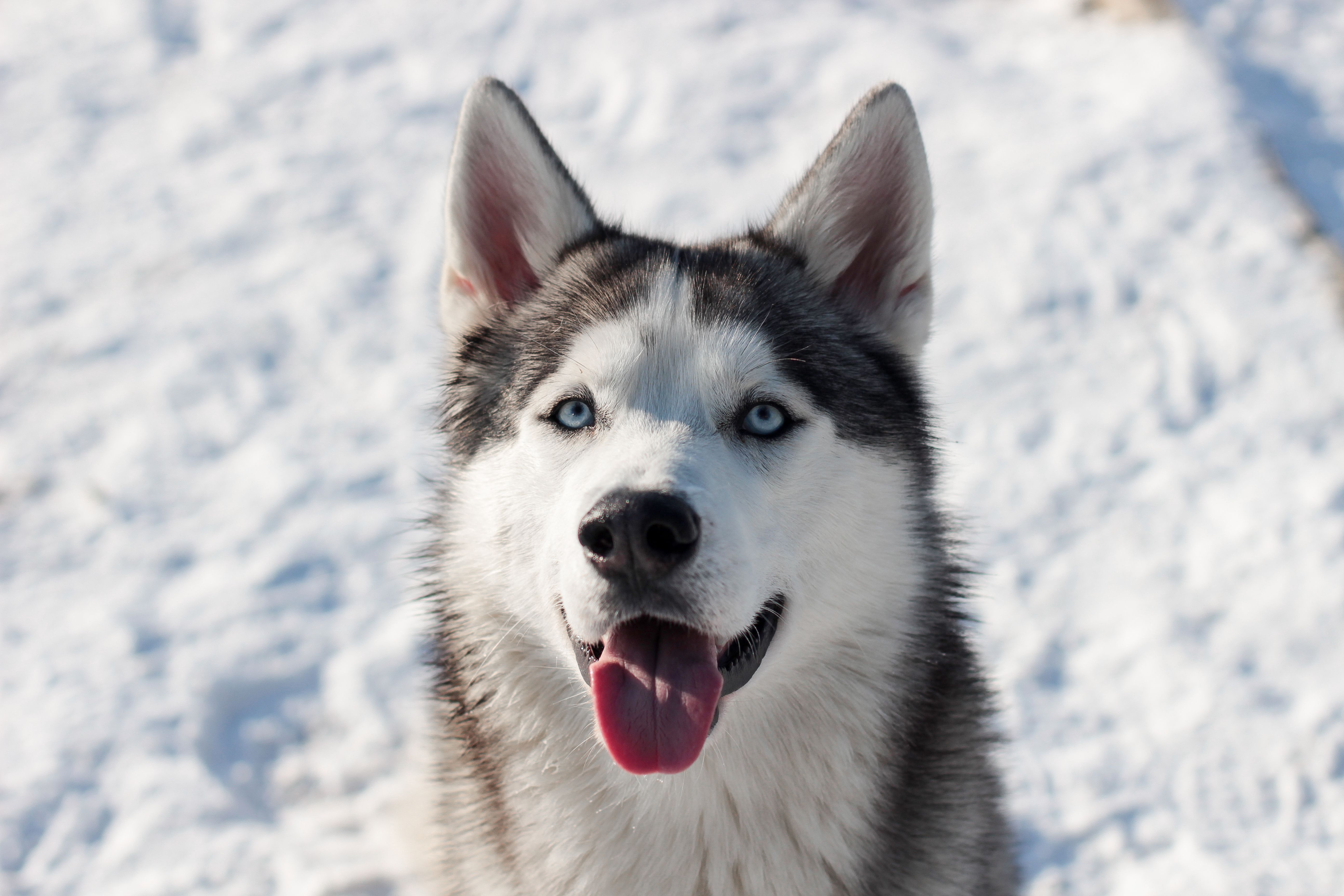 Dog with a pet sitter outdoors — what to document before leaving your dog with a Rover sitter