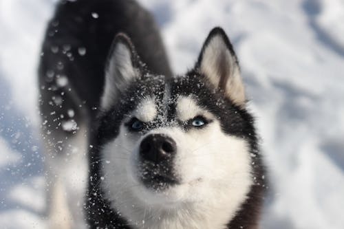 köpek yürüyüşü içeren Ücretsiz stok fotoğraf