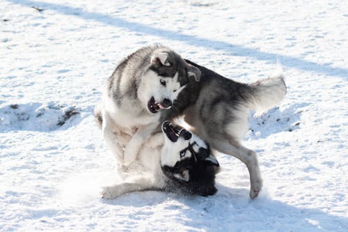 köpek yürüyüşü içeren Ücretsiz stok fotoğraf