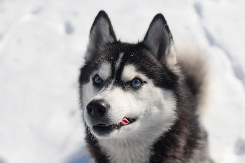 Portrait Animal Husky Sibérien Noir Et Blanc Sur Sol Couvert De Neige