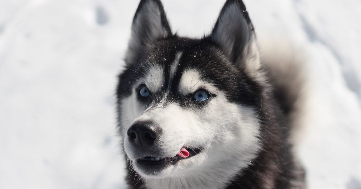 Husky Shedding Calendar: Month-by-Month Photoperiod Map for the Two Annual Blowouts