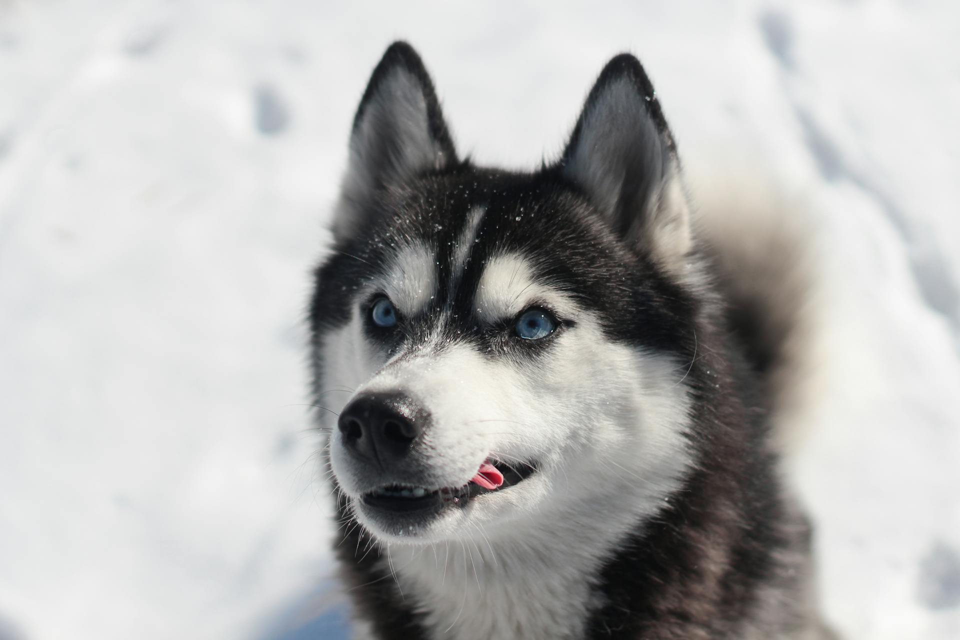 Animal Portrait Black and White Siberian Husky on Snow Covered Ground