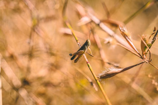 这是一张以温暖、朴实的基调拍摄的印度荒野草地上的蚱蜢特写照片