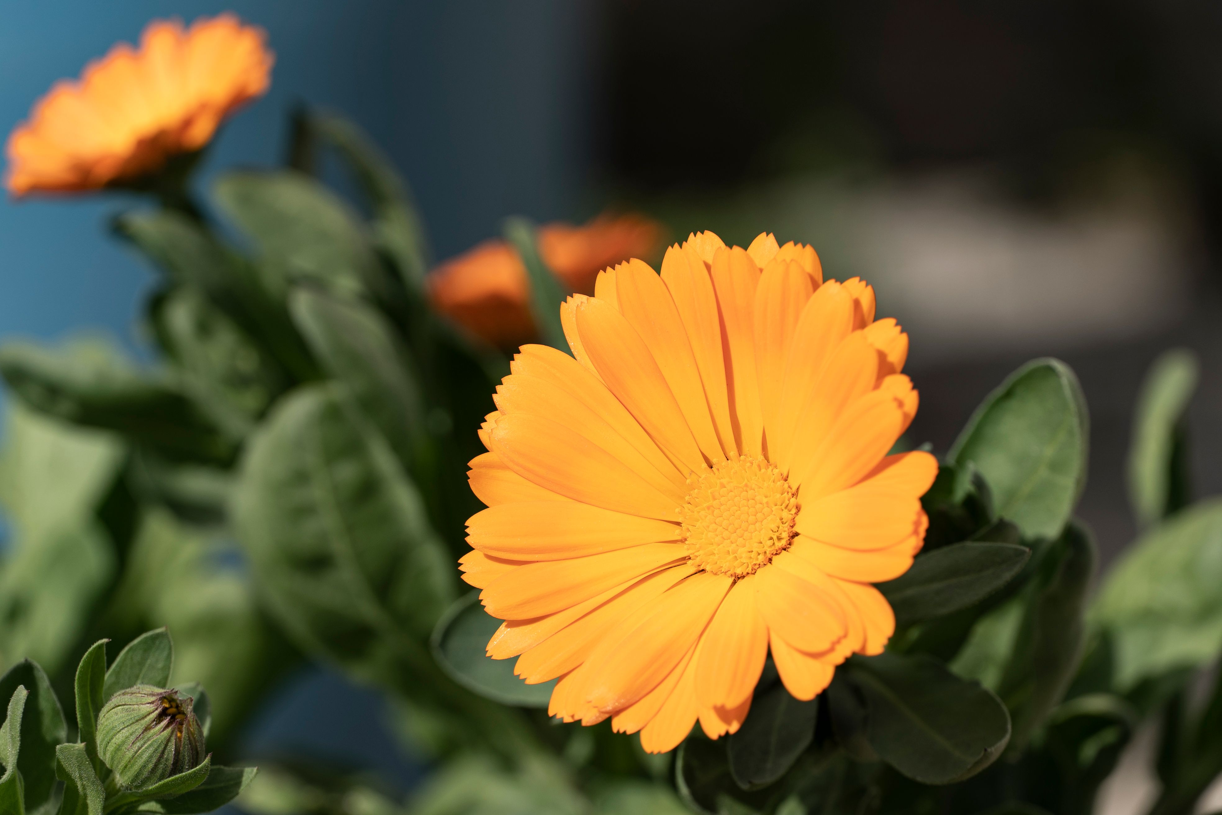 How to Use Orange Blossom Water: Toner, Face & Beyond