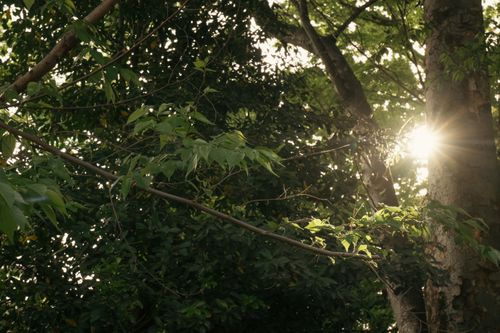 Free Sunlight filters through the dense trees in Tokyo, capturing the essence of nature's serenity. Stock Photo