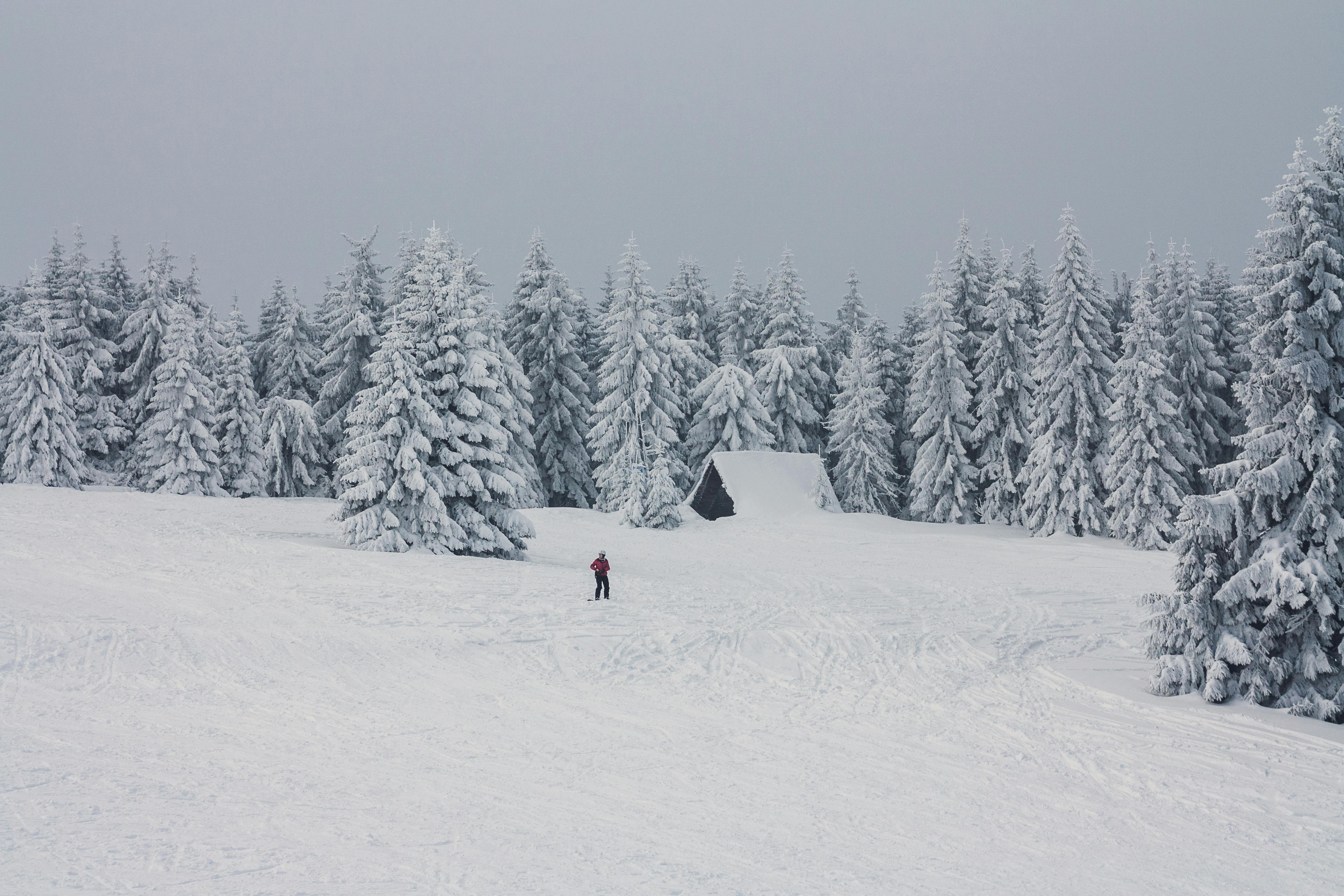 Lone skier in a serene snow-covered forest with frosted pines.