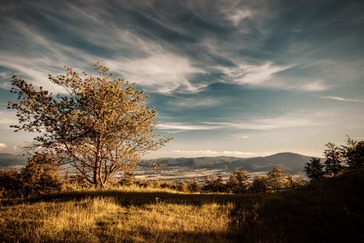 Lone tree on hillside overlooking distant mountains under streaky sunset clouds