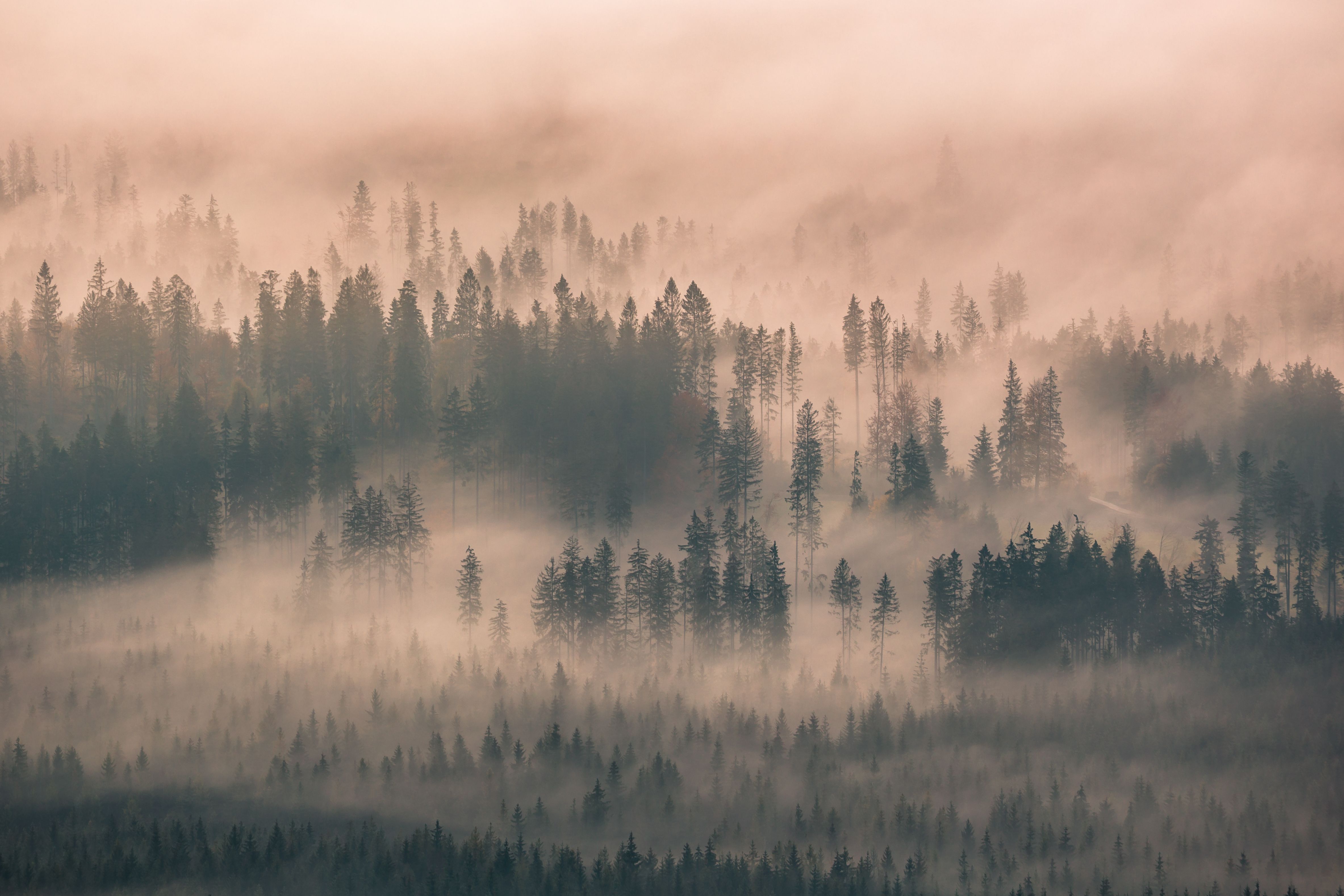 Misty Forest at Dawn with Dense Fog · Free Stock Photo