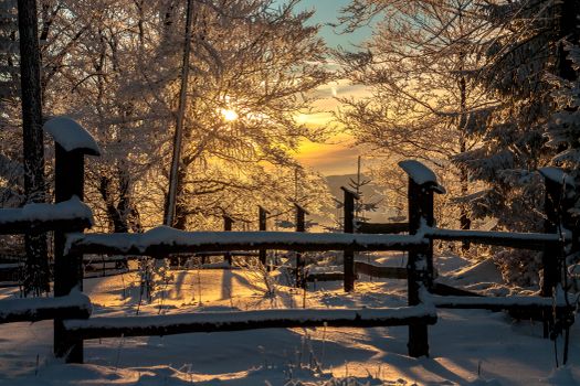 Beautiful winter sunset view with snow-laden trees and wooden fence.