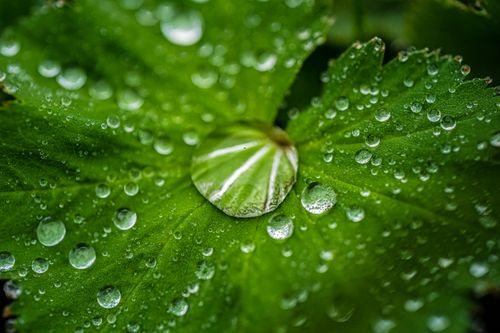 Free Detailed macro shot of dew drops on a vibrant green leaf, showcasing natural beauty. Stock Photo