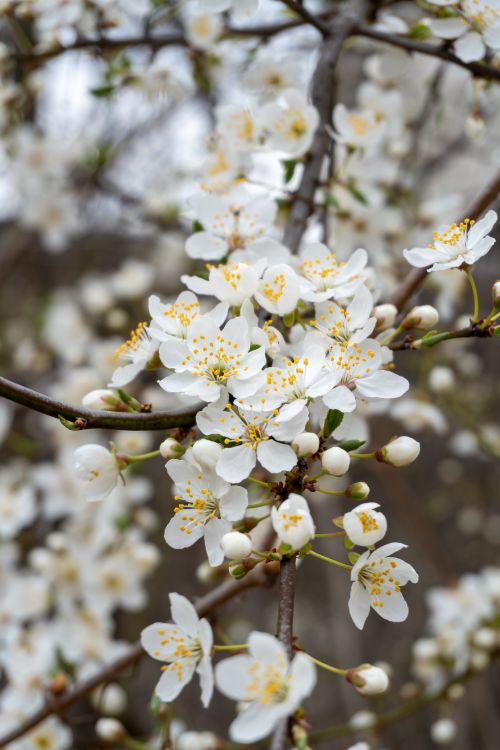 Free Close-up of cherry blossoms in full bloom on a clear spring day, perfect for seasonal and nature themes. Stock Photo