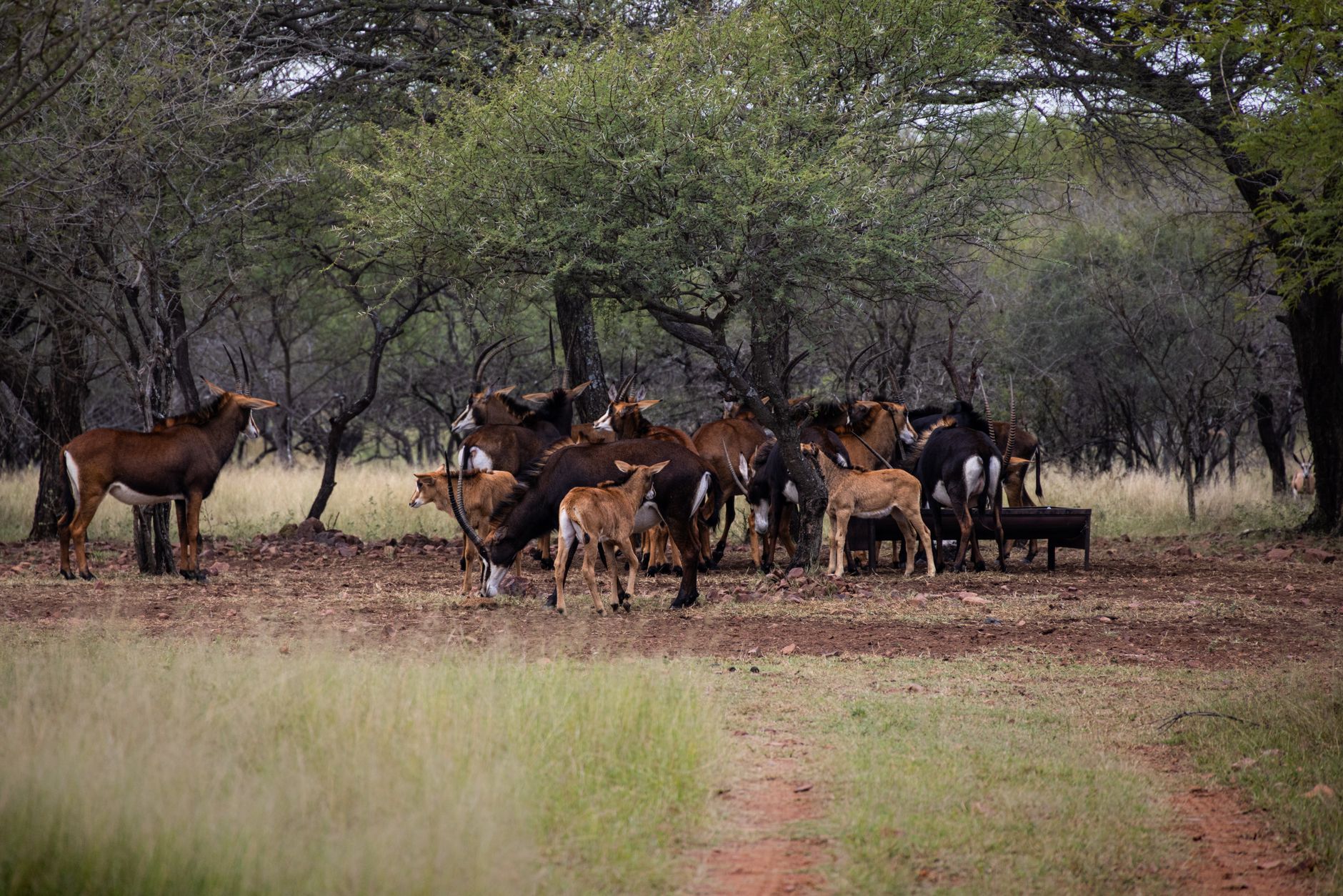 A herd of sable antelopes gathers in a savanna, depicting wildlife in its natural habitat.