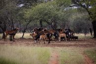 A herd of sable antelopes gathers in a savanna, depicting wildlife in its natural habitat.