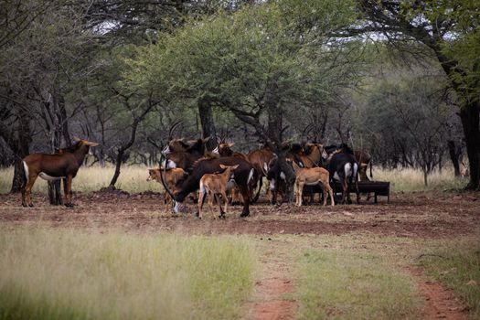 A herd of sable antelopes gathers in a savanna, depicting wildlife in its natural habitat.