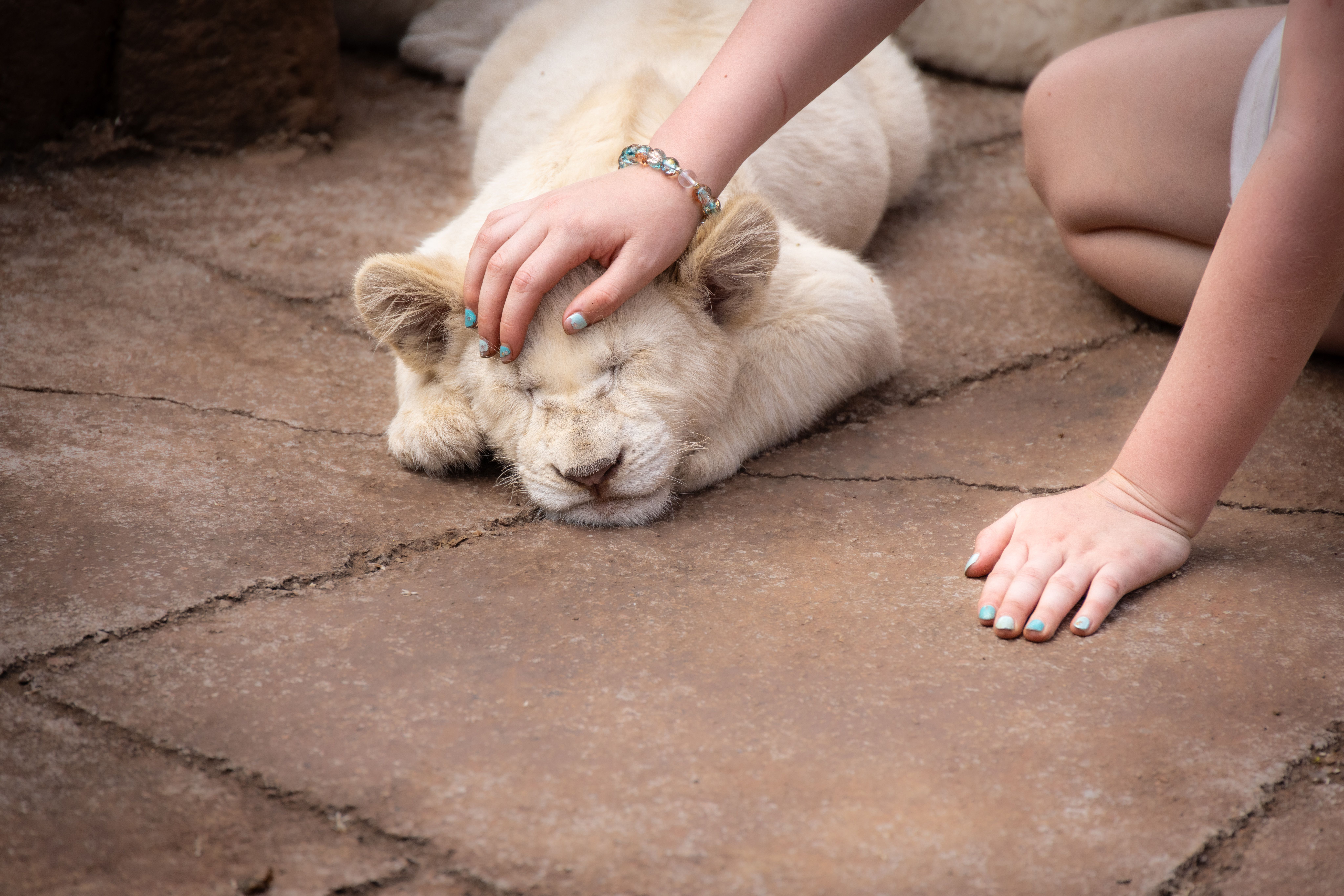 lions t be pet