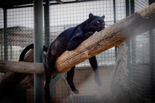 A black panther lounging in captivity, showcasing its sleek and powerful form.