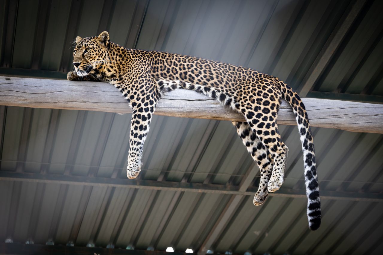 a leopard leisurely sprawled across a wooden beam inside a shelter sho