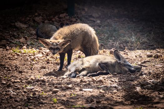 Two bat-eared foxes relaxing in a sunny outdoor setting on rocky ground.