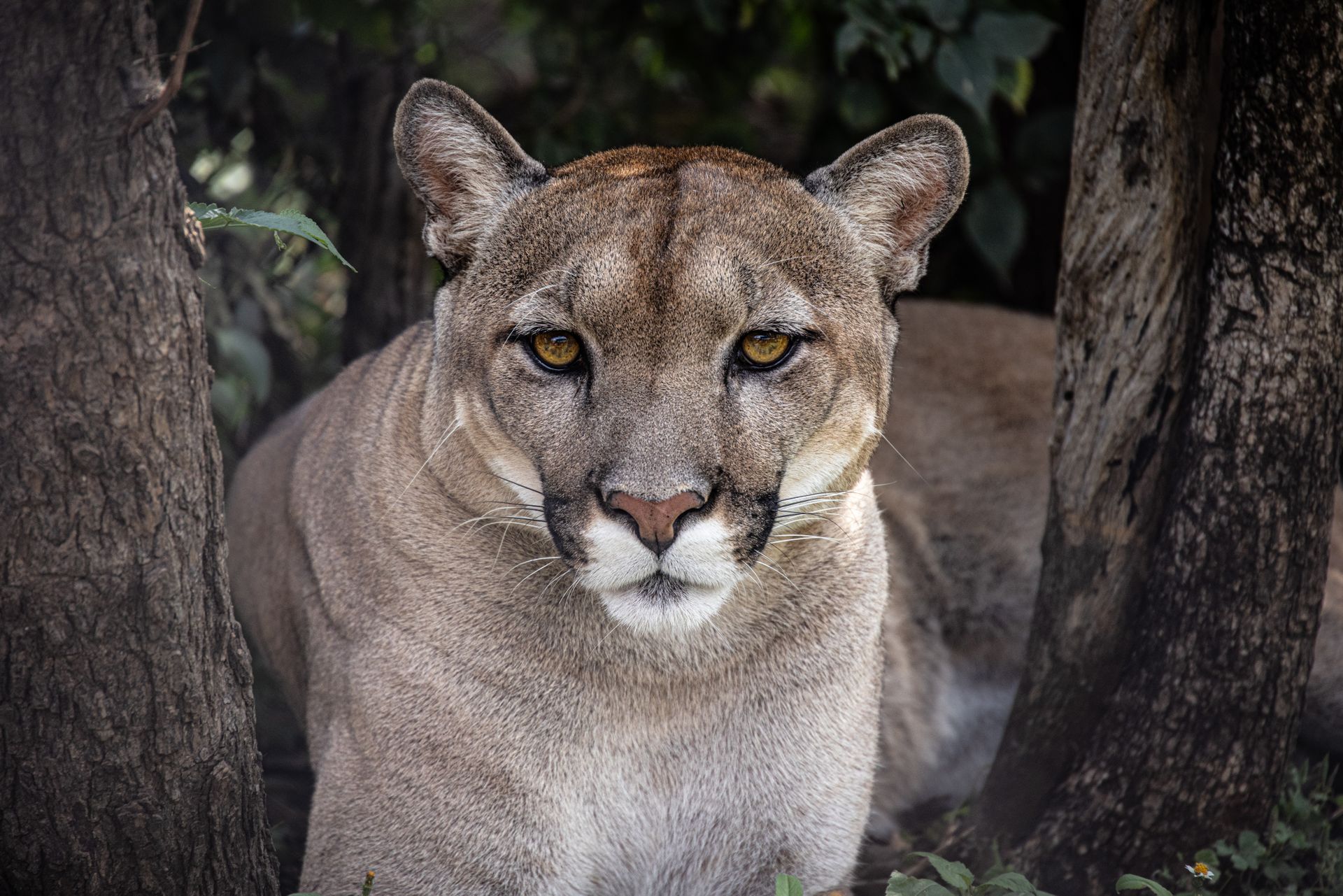 A private encounter with a wild puma in the rugged Patagonian steppe
