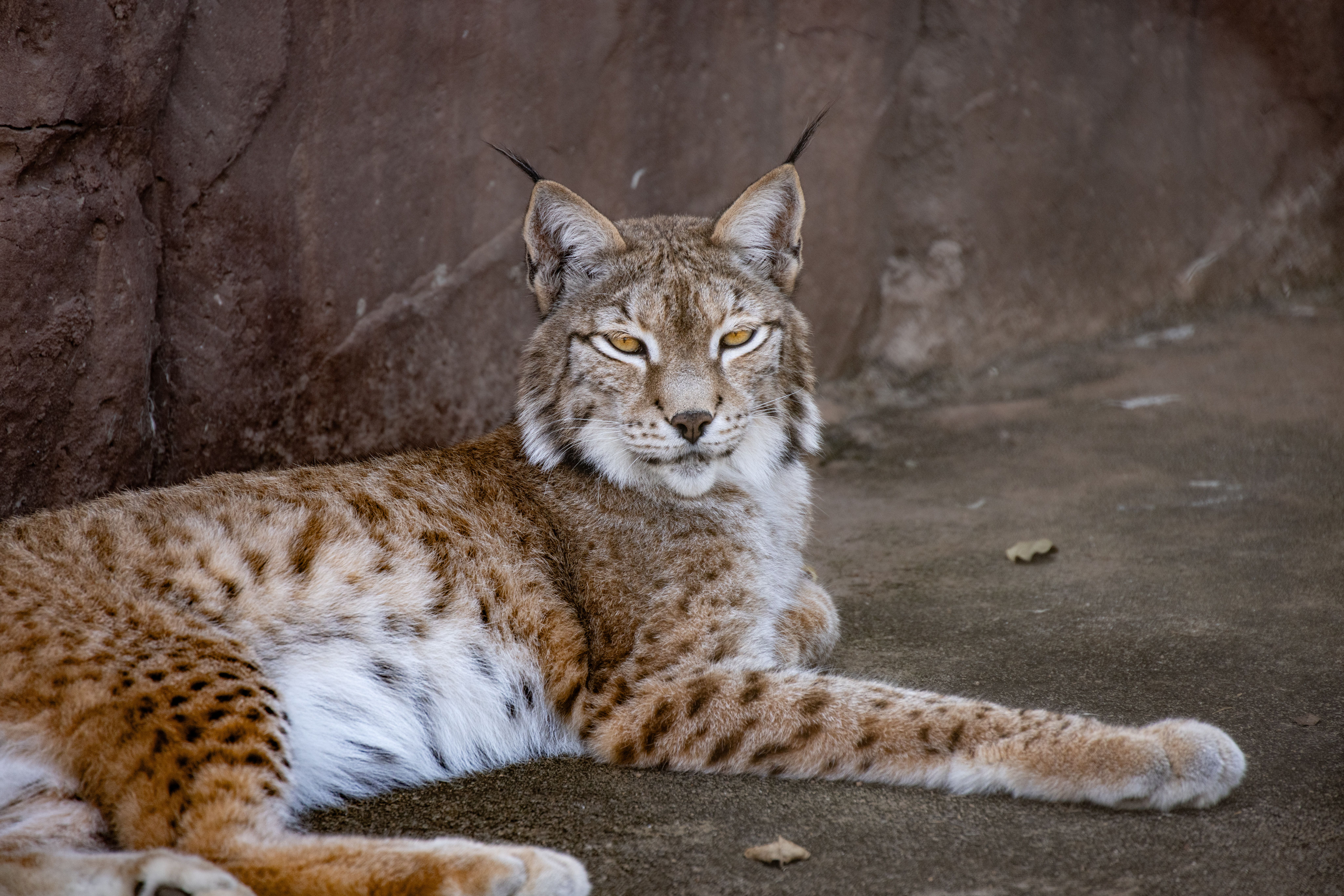 lynx live us
