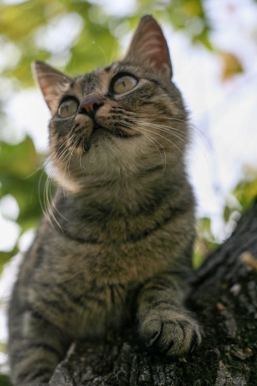 Free A curious tabby cat gazes upward while perched on a tree branch. Stock Photo