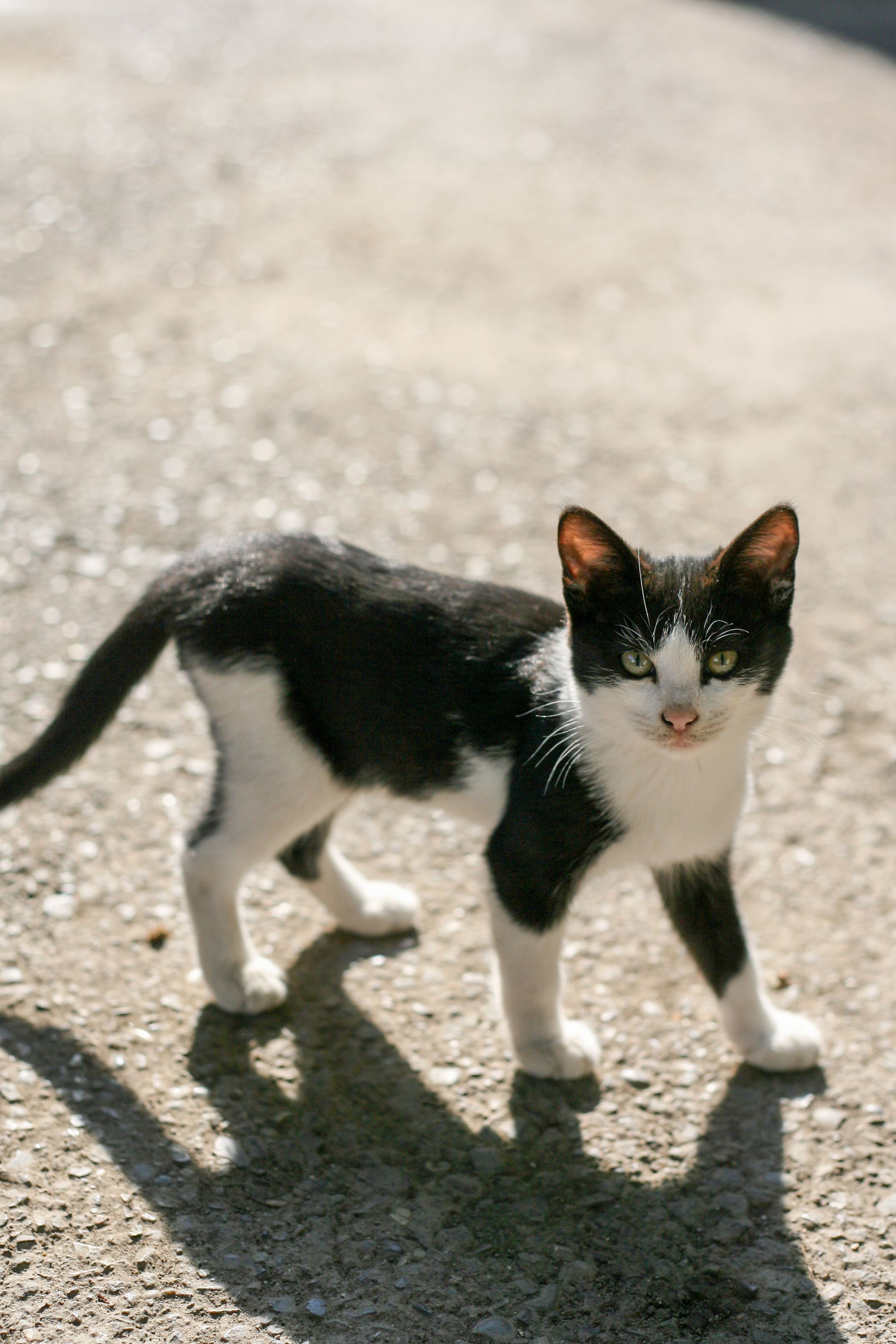 Black and White Cat Standing on Sunlit Pavement · Free Stock Photo