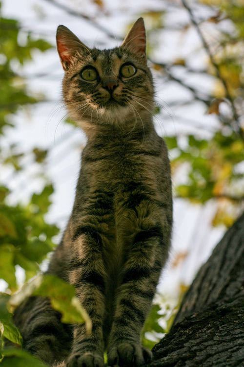 Free A tabby cat sits alertly on a tree branch surrounded by green leaves during daytime. Stock Photo