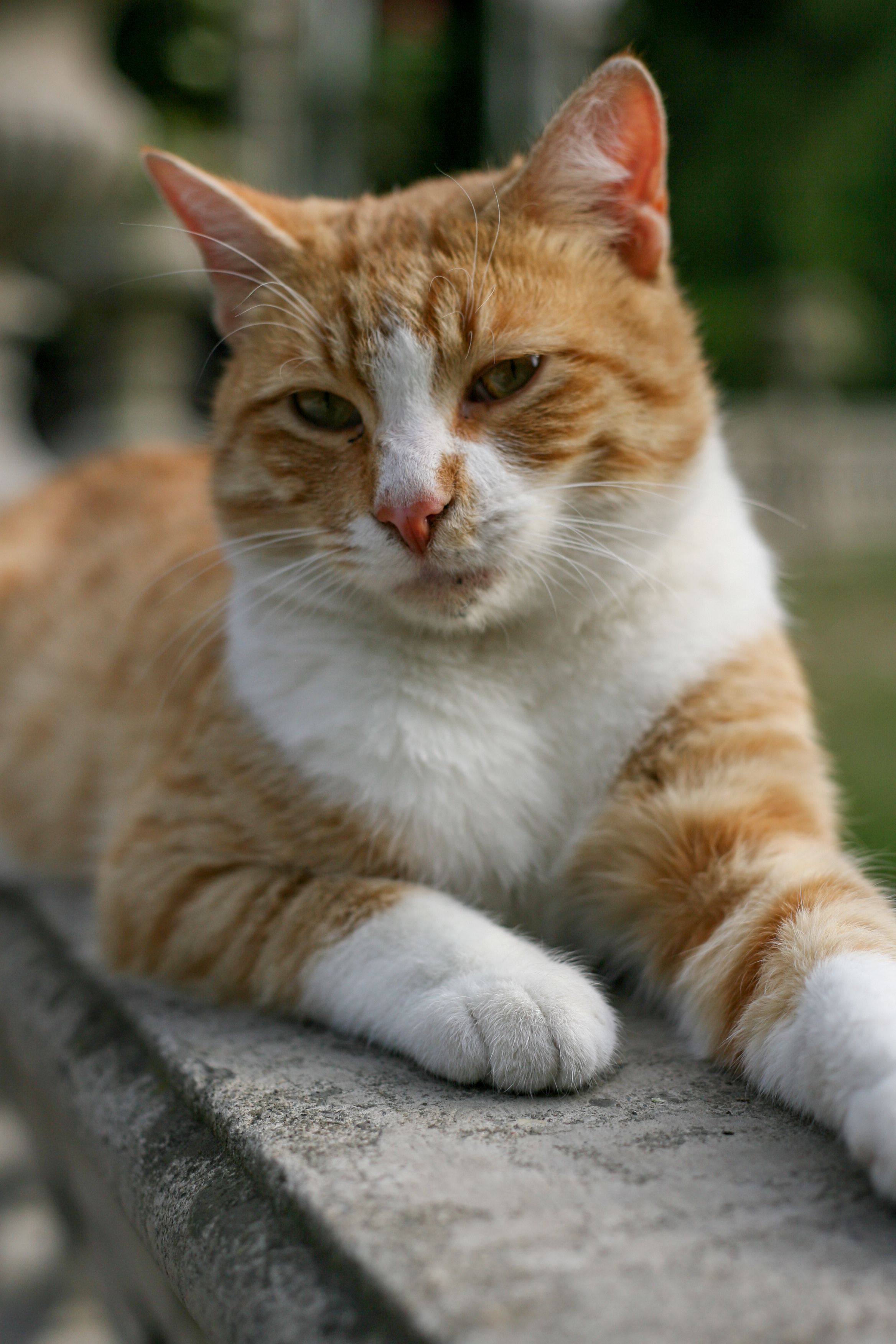 Gratis Un gatto rosso e uno bianco si rilassano su una superficie di pietra, godendosi una giornata di sole. Foto a disposizione