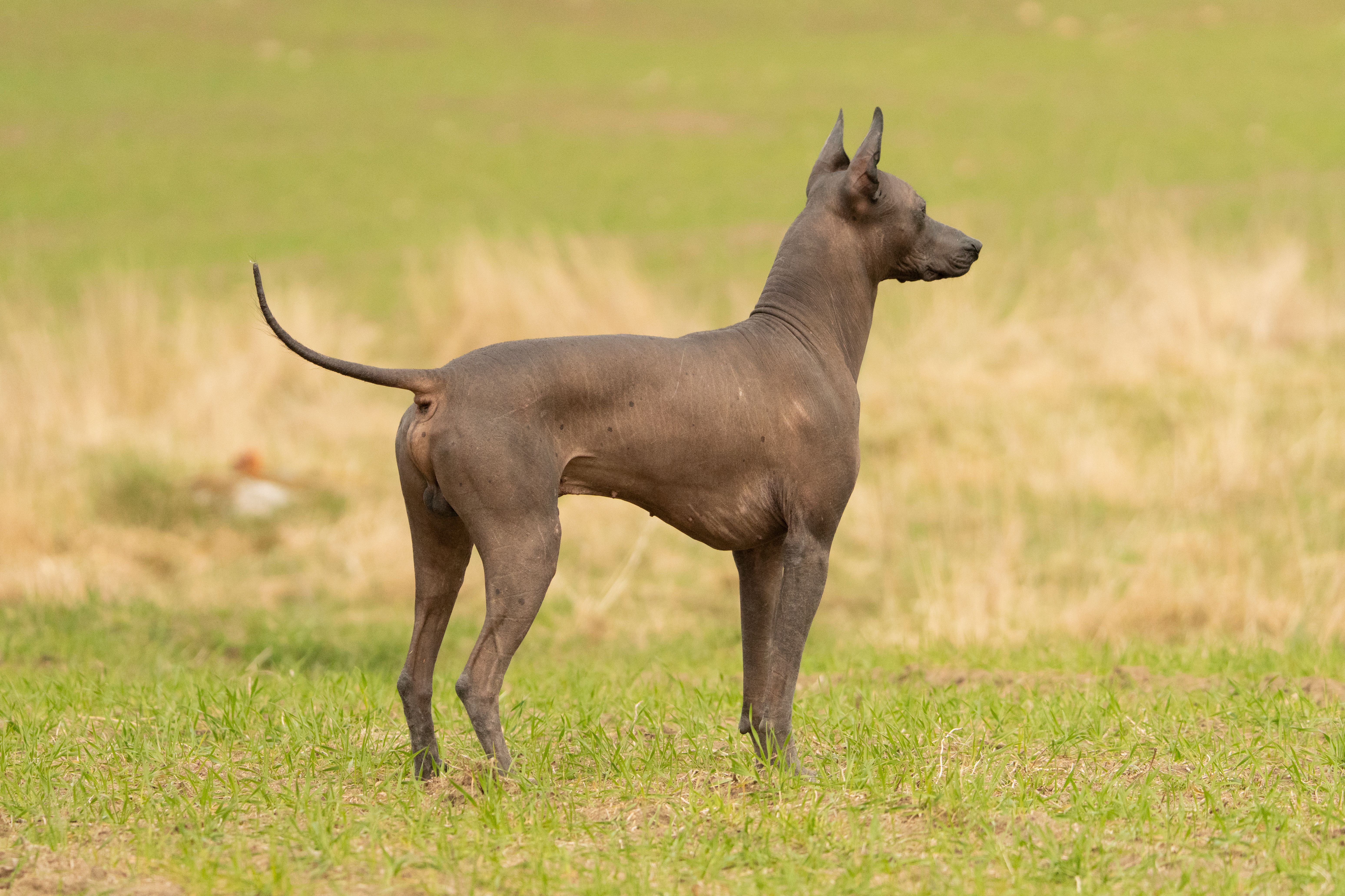 Xoloitzcuintli (Mexican Hairless Dog) standing in a grassy field, photo on Pexels