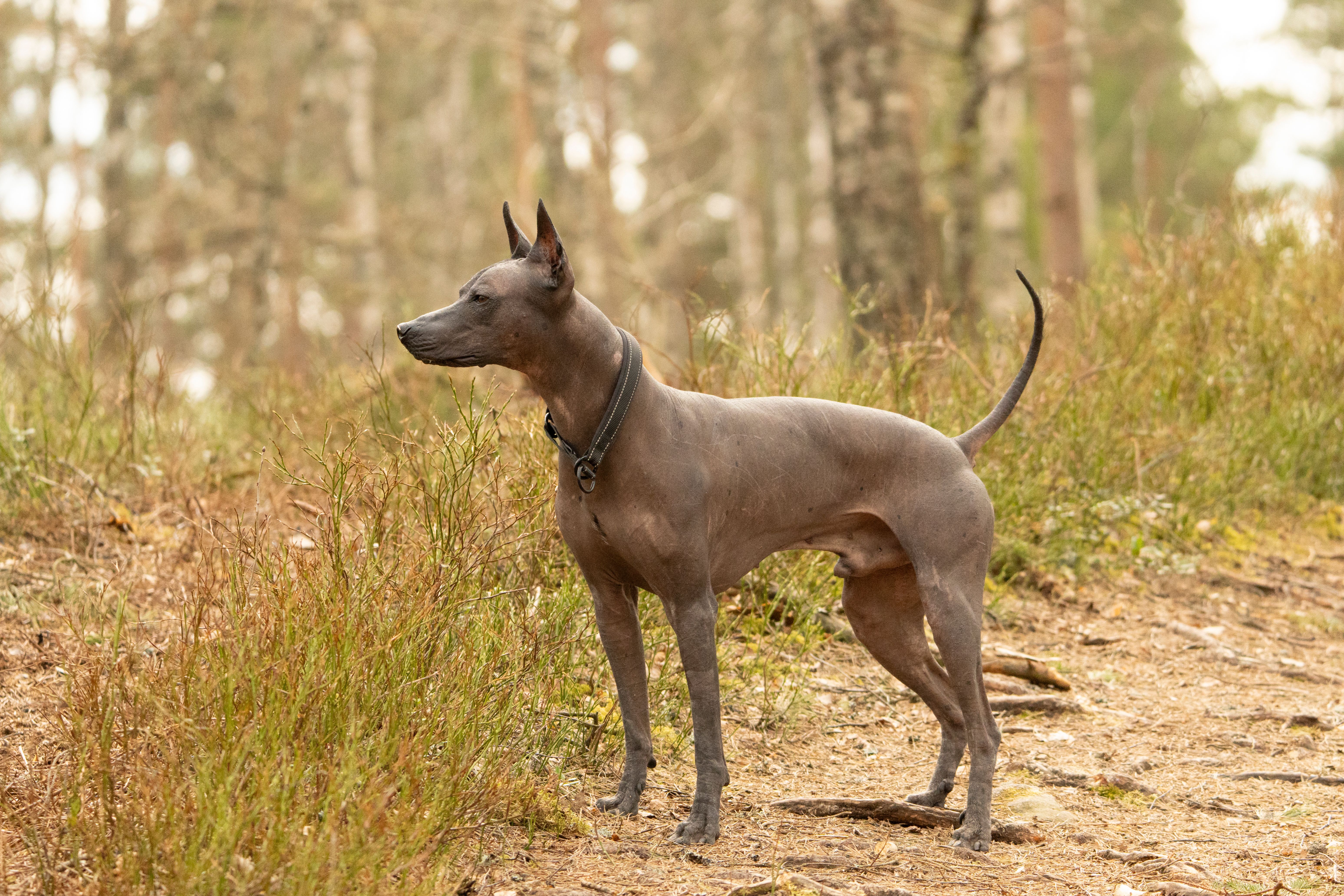 A Xoloitzcuintli dog stands alert in a forest clearing, showcasing the beauty of nature.