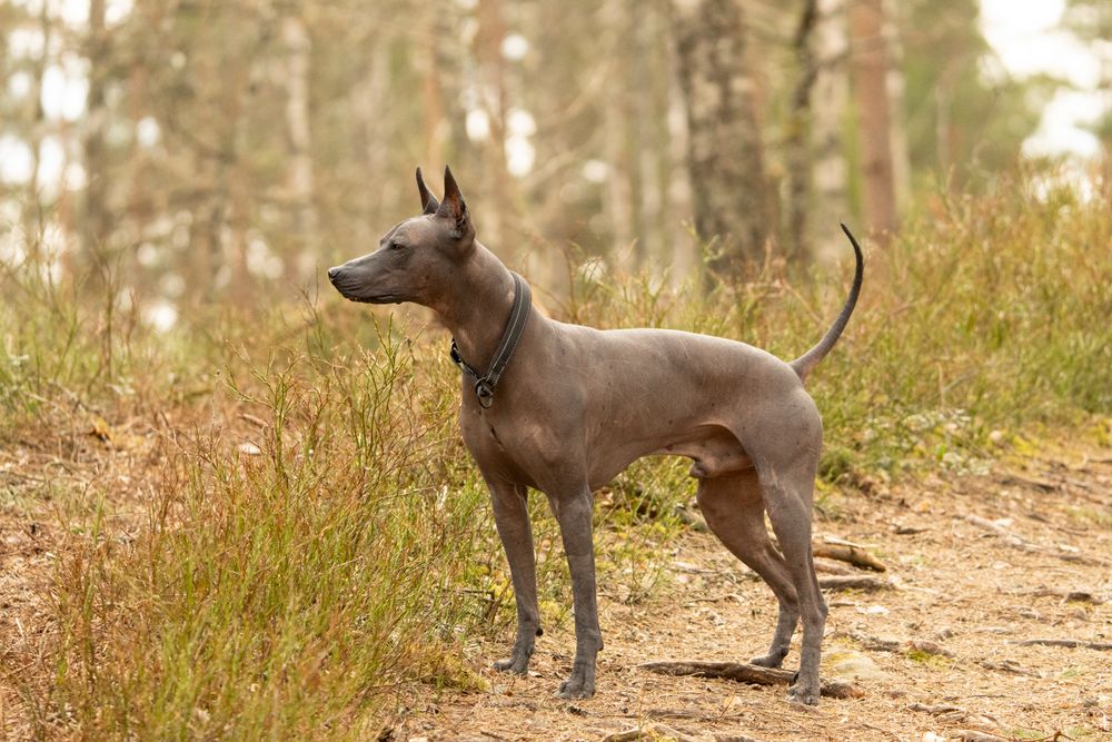 Xoloitzcuintle, photo 4