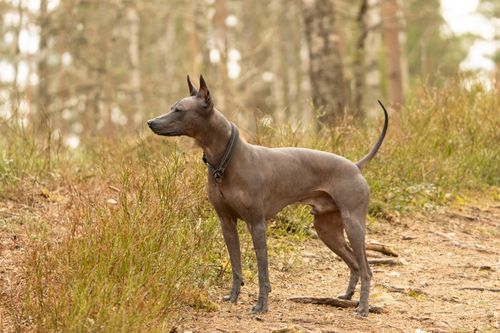 Free A Xoloitzcuintli dog stands alert in a forest clearing, showcasing the beauty of nature. Stock Photo